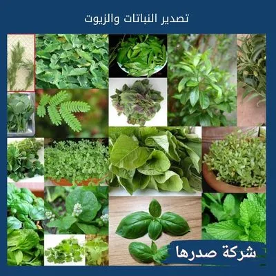 تصدير النباتات والزيوت