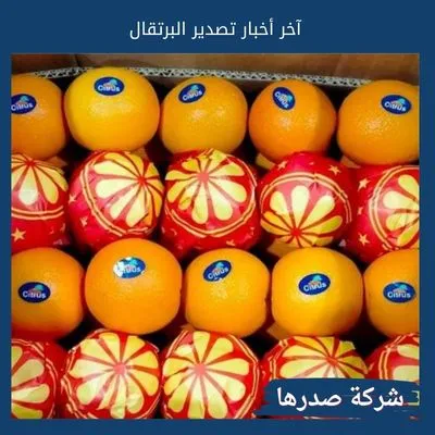 آخر أخبار تصدير البرتقال
