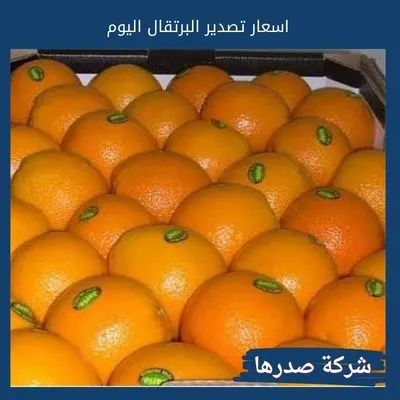 اسعار تصدير البرتقال اليوم
