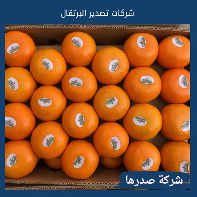 شركات تصدير البرتقال
