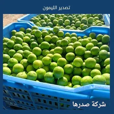 تصدير الليمون