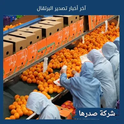 آخر أخبار تصدير البرتقال