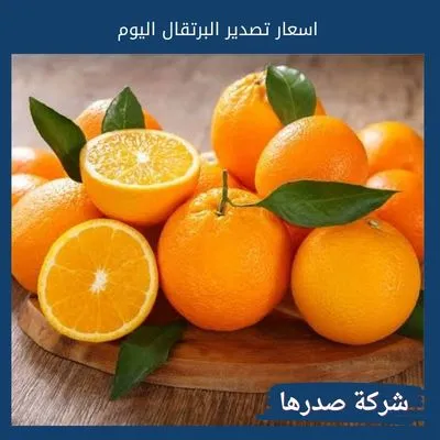 اسعار تصدير البرتقال اليوم