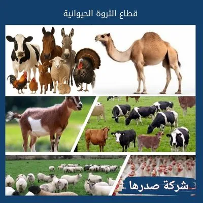 قطاع الثروة الحيوانية