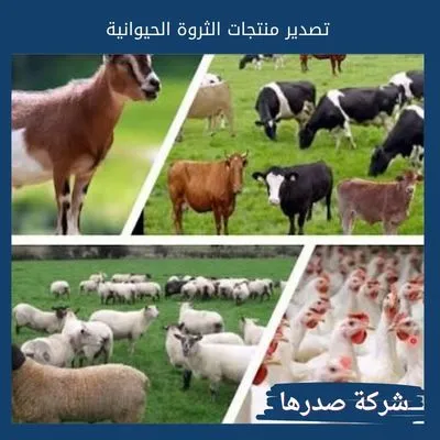 تصدير منتجات الثروة الحيوانية