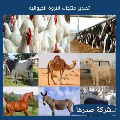 تصدير منتجات الثروة الحيوانية